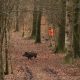 The clearly visible hunter, wearing orange, refrains from shooting as the cameraman, also wearing orange, puts himself at risk by stepping out into the middle of the ride to take the photo!